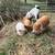 Kunekune Piglets Registered Parents FEMALE 5 thumbnail