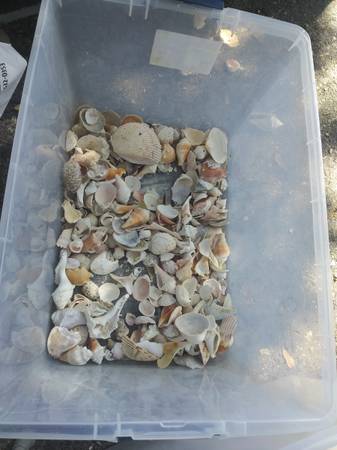 ===>  Mega Lot of Sea Shells 1