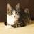 Barn Cats 3 thumbnail