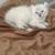 Rehoming Snow Leopard Savannah Highlander Kittens 3 thumbnail