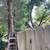 Tree service 8 thumbnail
