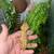Boa , ball pythons and crested gecko 1 thumbnail