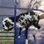Young Painted Desert Rams For Sale! 8 thumbnail