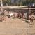 Boer goats 1 thumbnail