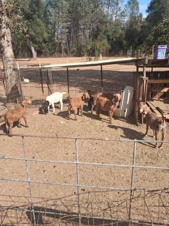 Boer goats 1
