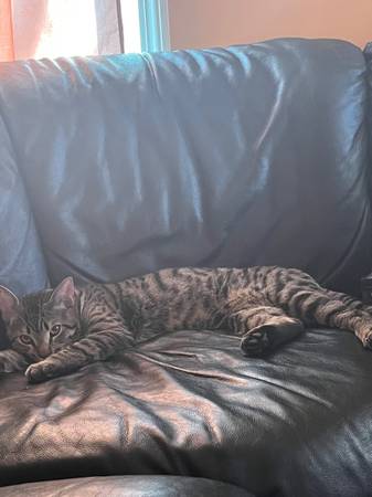 Cat needs forever home512782815169105923