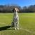 Treeing Walker Coonhound 2 thumbnail