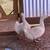 DUCKS 3 thumbnail