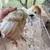 Bourbon red turkey poults 3 thumbnail