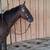 Super broke gelding 1 thumbnail