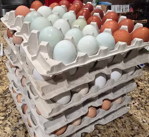 Fresh, Free-Range Chicken Eggs - $6/dozen 1
