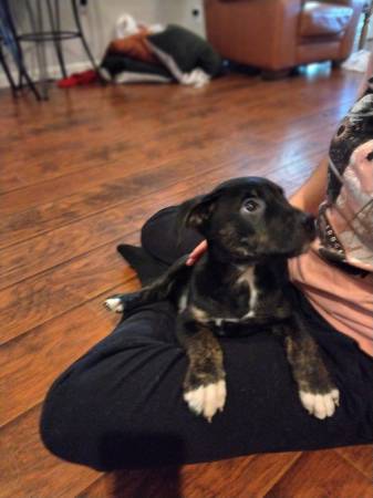 Puppies ready for new home (brentwood / oakley)63941477678082122
