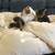 Adorable  kittens 1 thumbnail