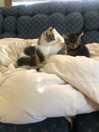 Adorable  kittens 1