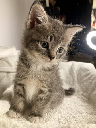 Adorable Blue Tabby Kitten - 8 weeks old - See Pics (Dobbs Ferry)63887463155201122