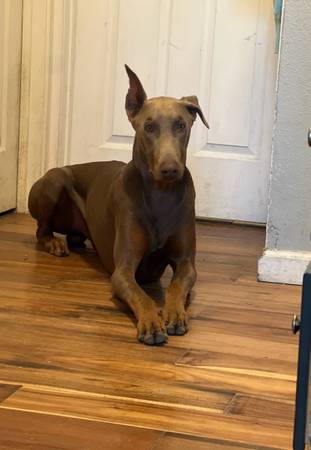 ¿Hermoso Doberman Isabella/Fawn en busca de un hogar amoroso? (Kennewick)