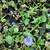 Big Water HYACINTHS $1 each! 2 thumbnail