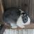 DUTCH RABBITS 1 thumbnail