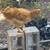 Rooster 2 thumbnail