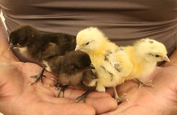 Zombie Chicks 1