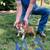Bull Terrier Puppies 3 thumbnail