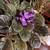 African Violets 1 thumbnail