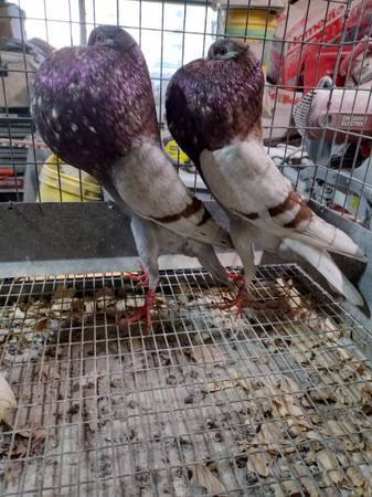 Beautiful Pouter Pigeons 1