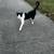 Free male cat 3 thumbnail