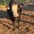 Registered Simmental Heifers 8 thumbnail