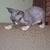 Spynx kittens 4 thumbnail