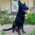 German Shepherd 2 thumbnail