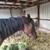 Thoroughbred Gelding 4 thumbnail