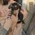 Mixed breed puppies 2 thumbnail