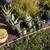 AGAVES, CACTUS, SUCCULENTS 4 thumbnail