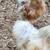 Silkie roos 1 thumbnail