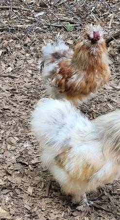 Silkie roos 1