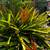 ORANGE RED BROMELIAD GIANT (aechmea blanchetiana) 2 thumbnail