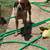 Mix breed dog 1 thumbnail