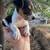 Rat Terrier Puppies🐶 3 thumbnail