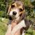 rehoming beagle puppies 2 thumbnail