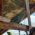 Indian ringneck parrot 1 thumbnail