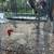 Roosters 7 thumbnail