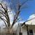 Juan The  Tree Guy  LLC 8 thumbnail