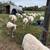 St. Croix Sheep 17 thumbnail