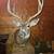 8 point Whitetail deer pedestal mount 1 thumbnail