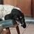 Dog sitter needed 8 thumbnail