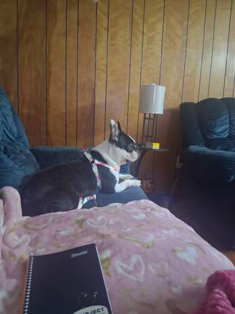 Frenchie (Kinston)566405924274851841