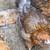 AMERICANA….:Easter Egger Pullets 6 thumbnail