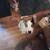 Catahoula lepard dog female 6mo old 3 thumbnail