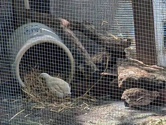 Quail hatching eggs,quail and barnyard chicken chicks 1